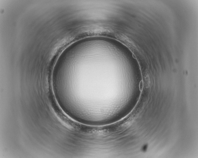 X0000072990638200608111808