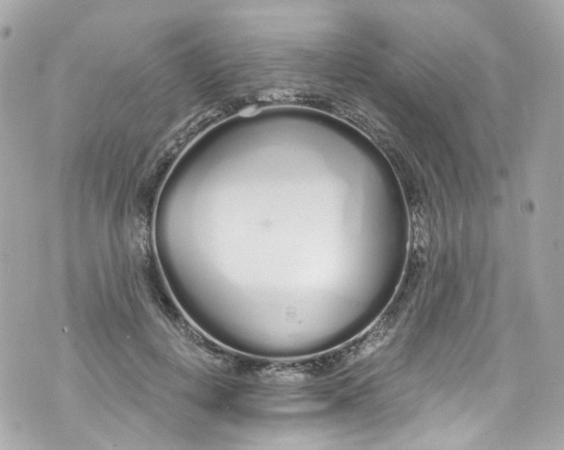 X0000072990648200608111808