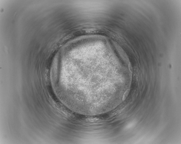 X0000072990650200608111808