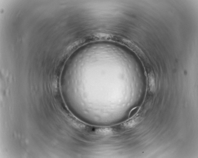 X0000072990668200608111808