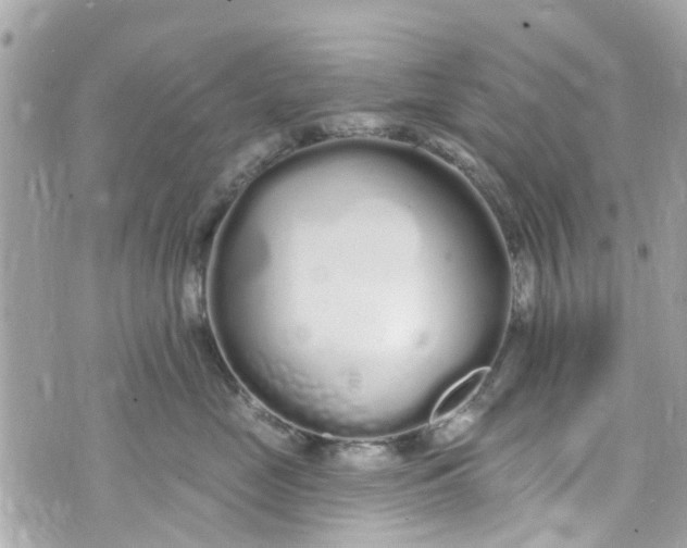 X0000072990669200608111808