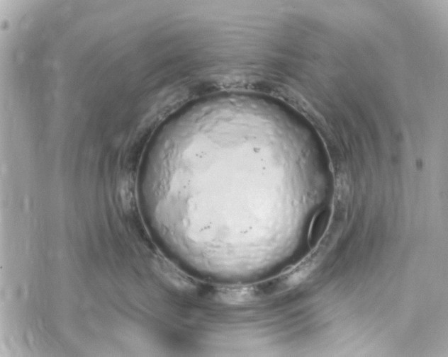 X0000072990671200608111808