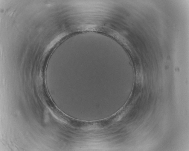 X0000072990674200608111808