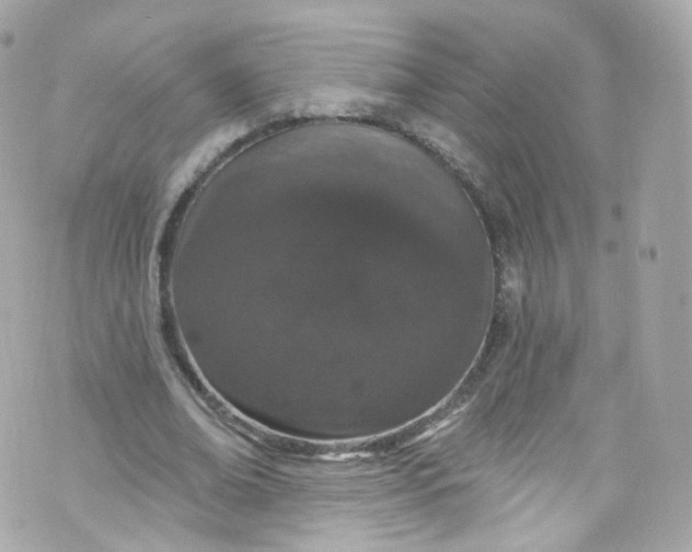 X0000072990678200608111807