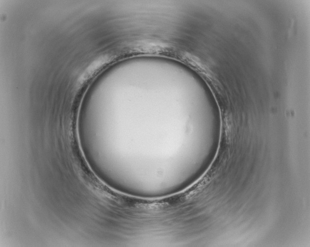 X0000072990679200608111807