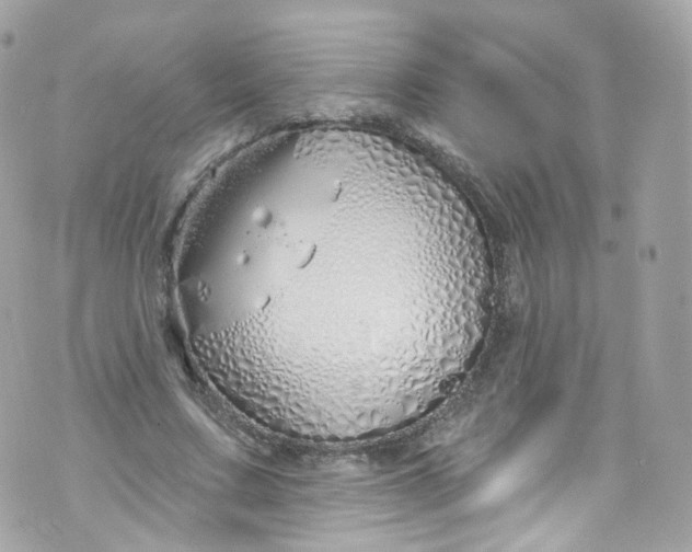 X0000072990683200608111807