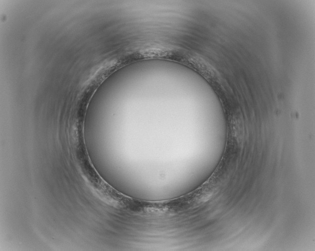 X0000072990690200608111807