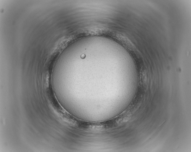 X0000072990694200608111807