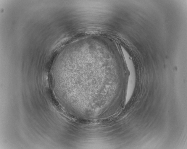 X0000072990696200608111807