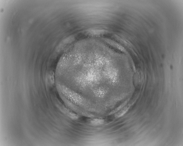 X0000072990718200608111807