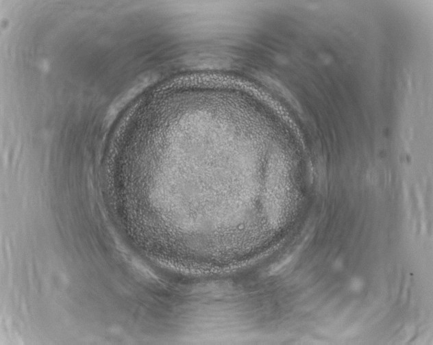 X0000072990721200608111806