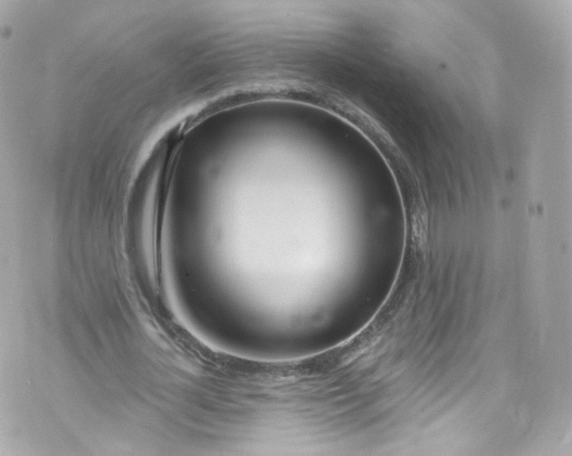 X0000072990724200608111806