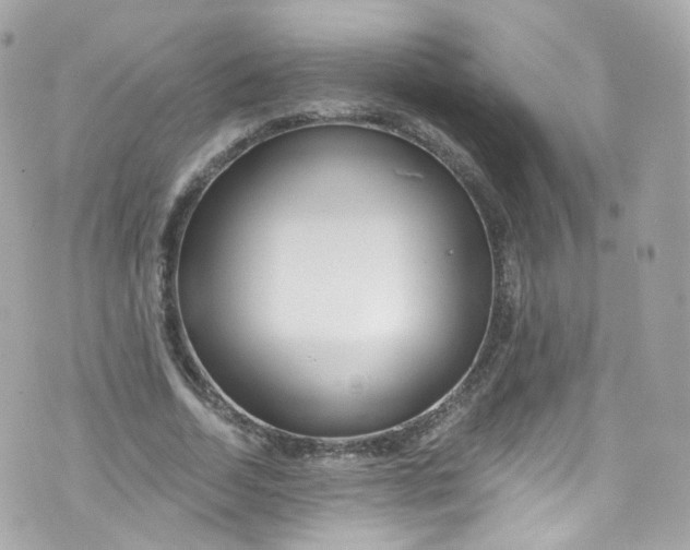 X0000072990730200608111806