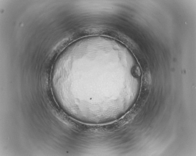 X0000072990733200608111806