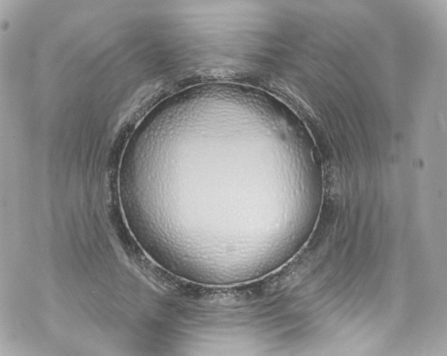 X0000072990738200608111806