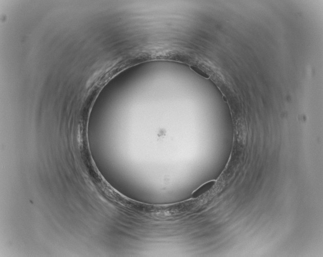 X0000072990740200608111806