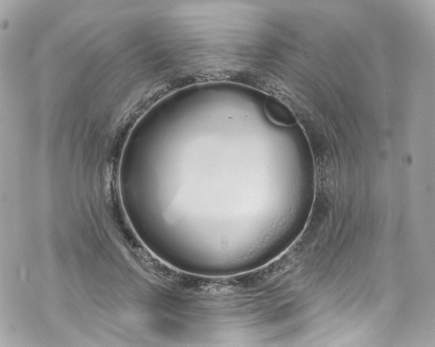 X0000072990742200608111806