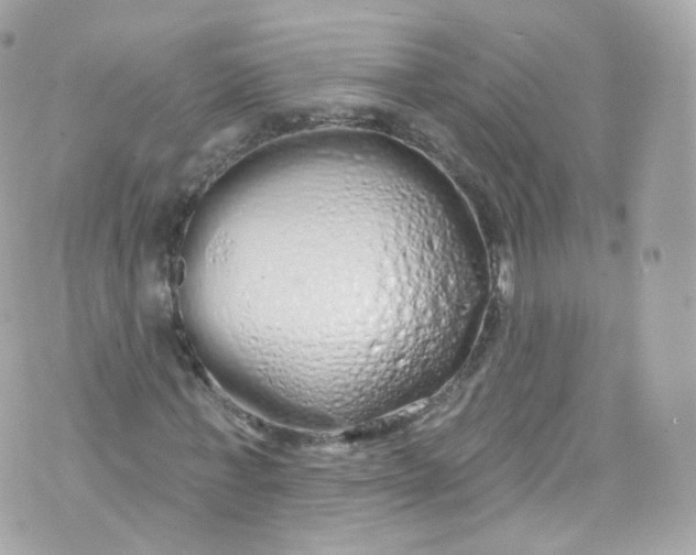 X0000072990771200608111806