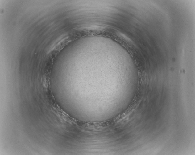 X0000072990774200608111806