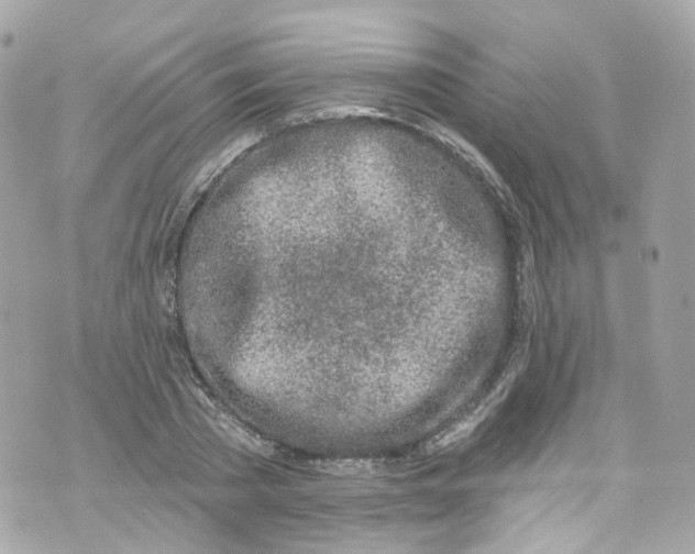 X0000072990785200608111806