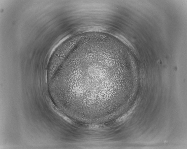 X0000072990790200608111806