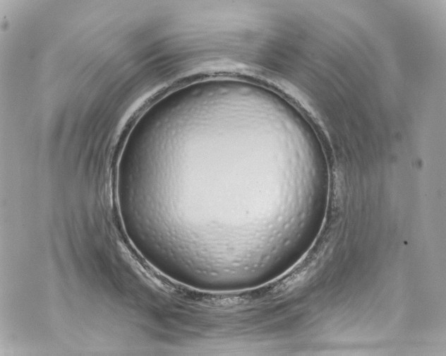 X0000072990791200608111806