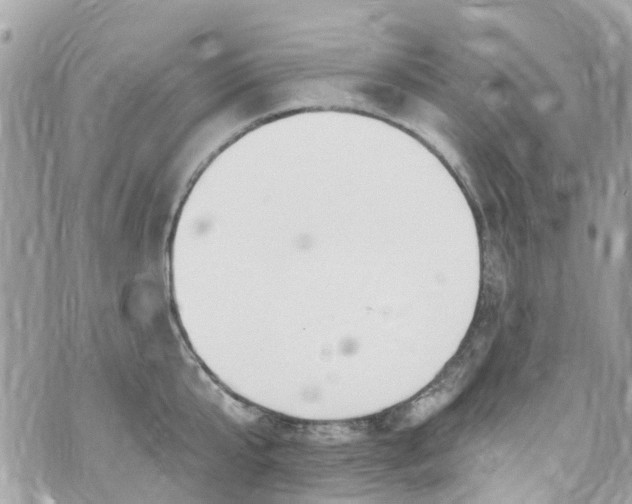 X0000072990807200608111805