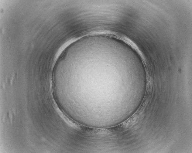 X0000072990811200608111805