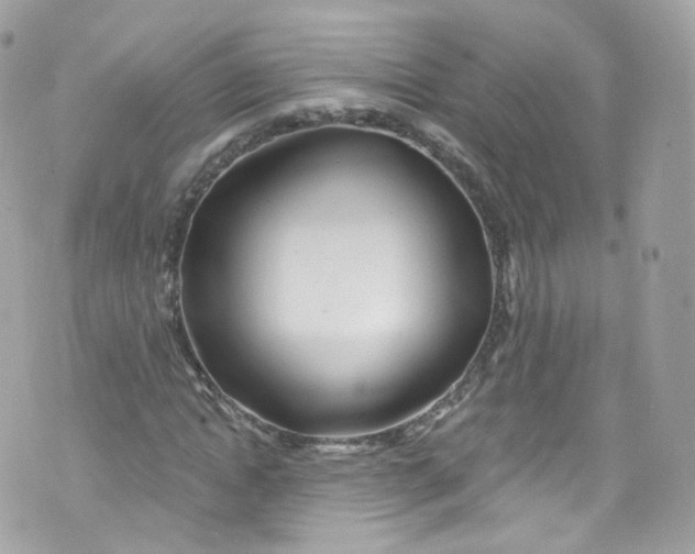 X0000072990822200608111804