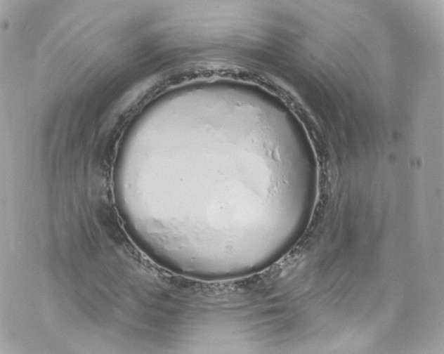 X0000072990823200608111805