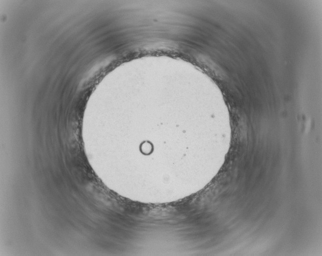 X0000072990824200608111805