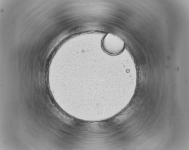 X0000072990828200608111805