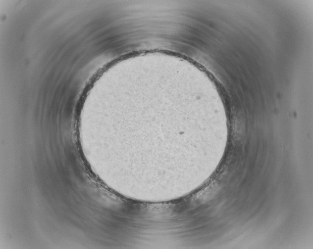 X0000072990832200608111805