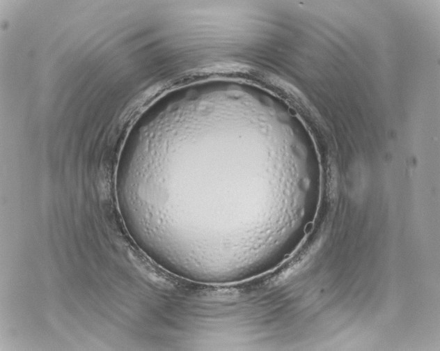 X0000072990833200608111805