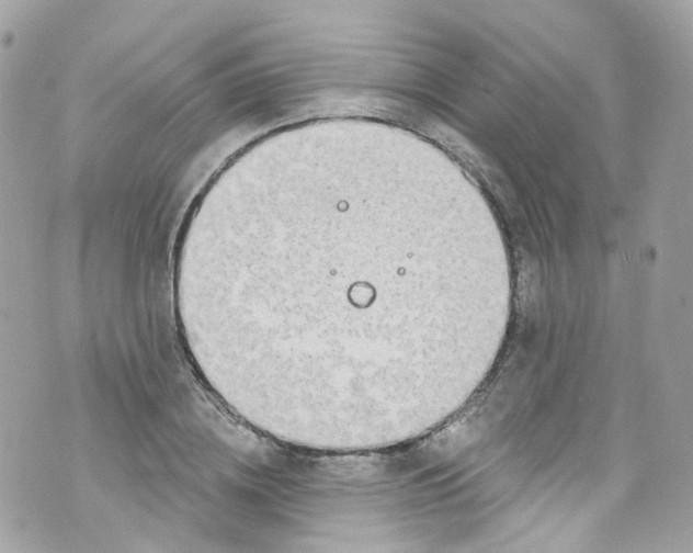 X0000072990836200608111805