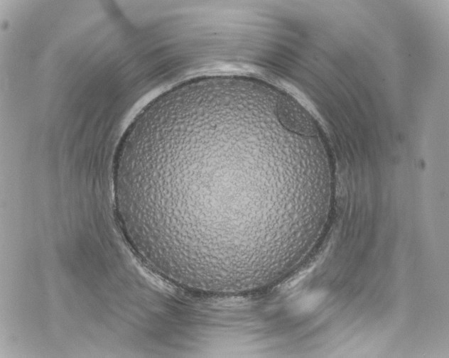 X0000072990837200608111805