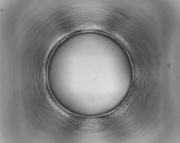 X0000072990840200608111805