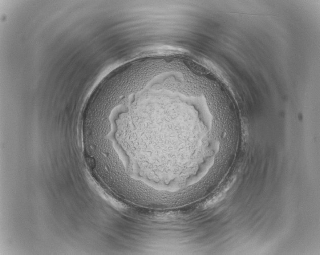 X0000072990843200608111805