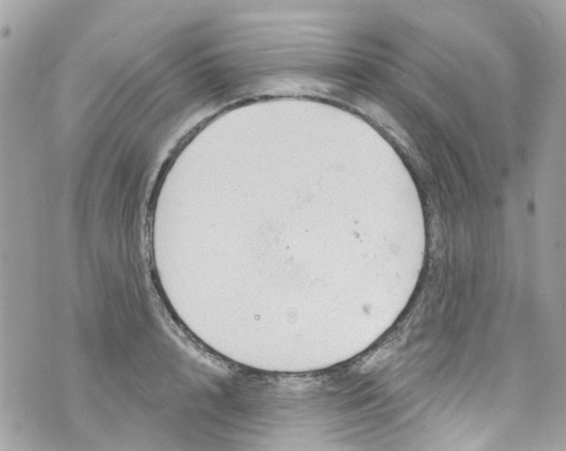 X0000072990848200608111805