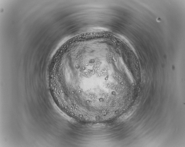 X0000072990851200608111805