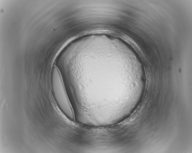 X0000072990852200608111805