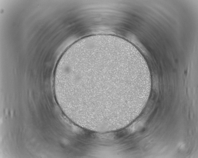 X0000072990856200608111805