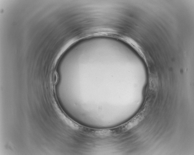 X0000072990859200608111805