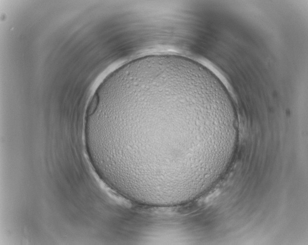 X0000072990861200608111805