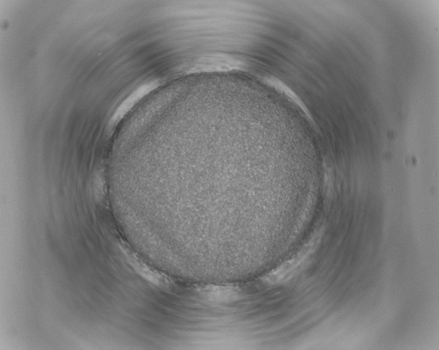 X0000072990874200608111804