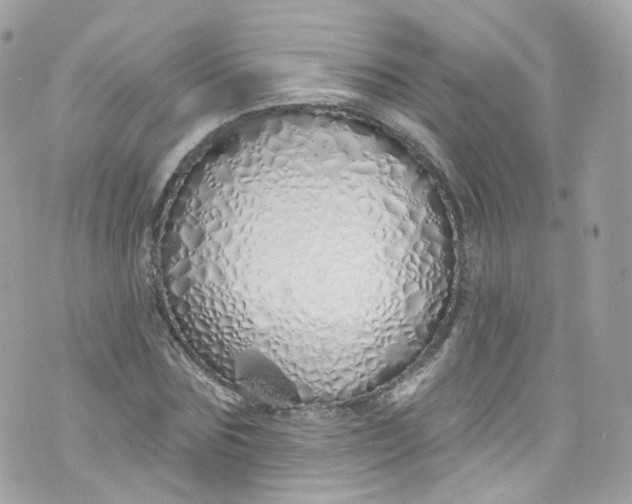 X0000072990875200608111804