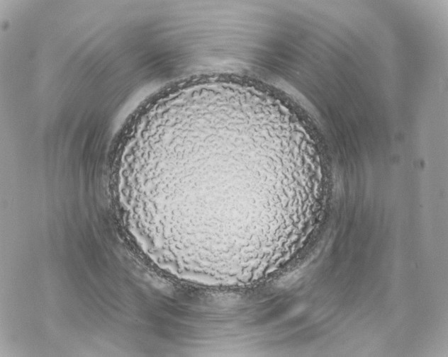 X0000072990878200608111804