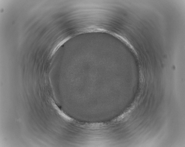 X0000072990889200608111804