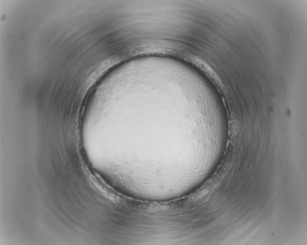 X0000072990890200608111804