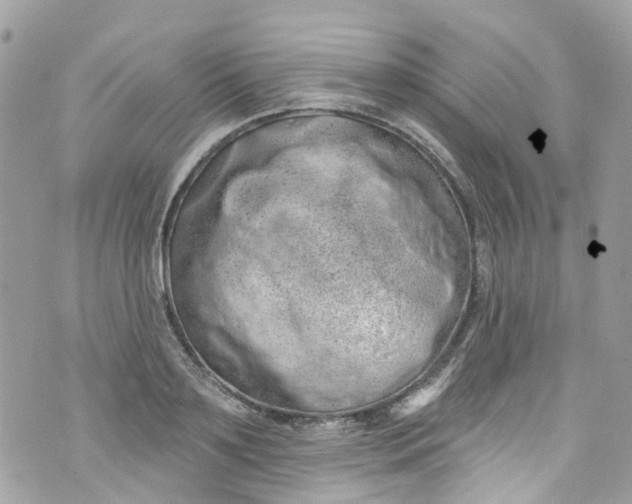 X0000072990891200608111804